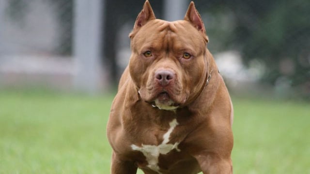 El ladrón soltó a su perro pitbull para poder escapar del guardia en Córdoba.