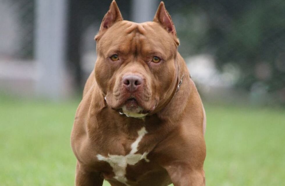 Evitó un robo y terminó con severas heridas por el ataque de un pitbull en Córdoba