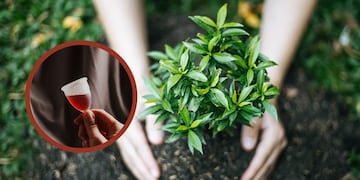 ¿Es bueno regar las plantas con sangre menstrual?: Qué beneficios tiene y cómo se hace.