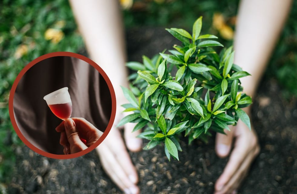¿Es bueno regar las plantas con sangre menstrual?: Qué beneficios tiene y cómo se hace