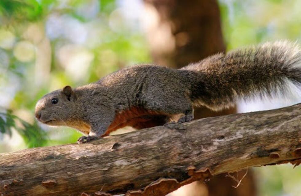 Tupungato trabaja para detectar ardillas de vientre rojo
