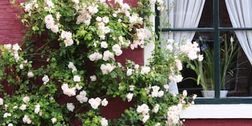 Estas son las plantas más resistentes al sol, ideales para tener en el balcón.