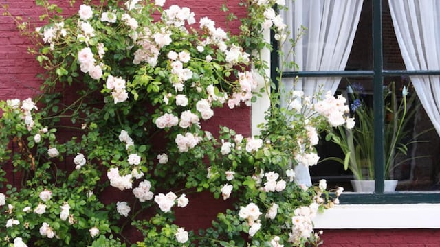 Cuáles son las plantas más resistentes al sol, ideales para sumar en un balcón o terraza
