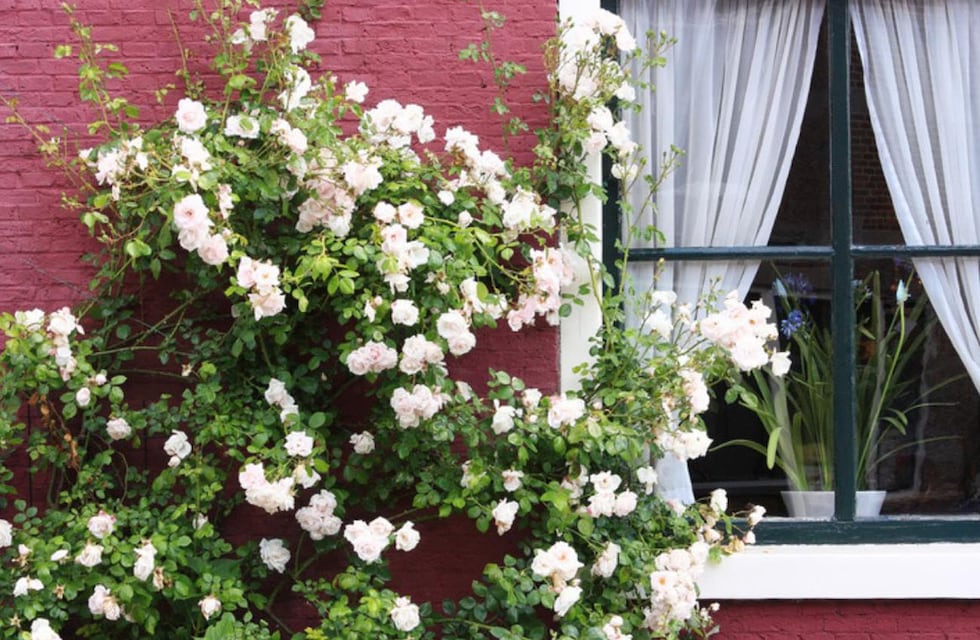 Cuáles son las plantas más resistentes al sol, ideales para sumar en un balcón o terraza