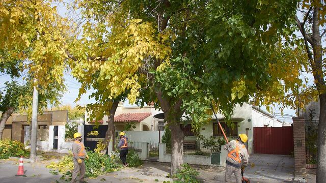 El programa de poda se realizará durante lo que resta de mayo y continuará en junio.