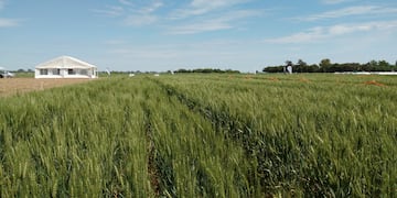 El panorama del trigo complica a la producción del sector agropecuario.