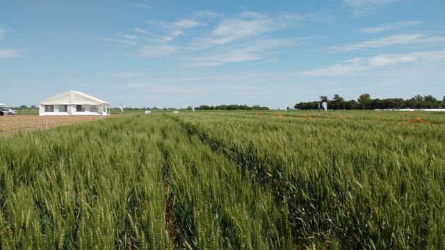 El panorama del trigo complica a la producción del sector agropecuario.