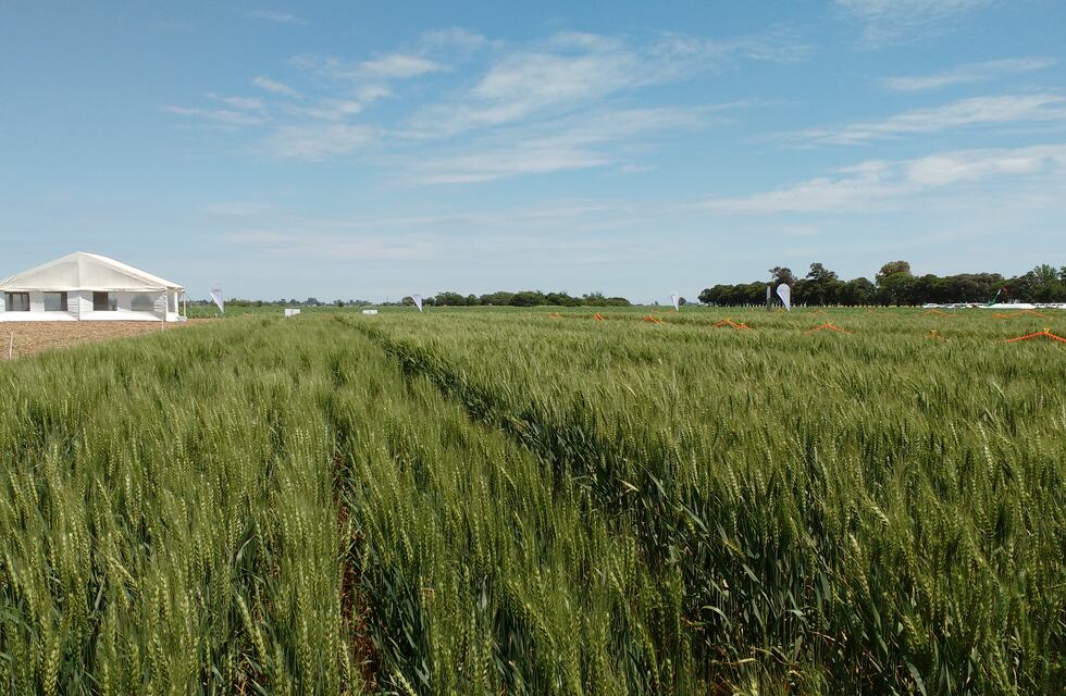 Entre el barro y la sequía: la siembra de trigo está trabada y es la más atrasada en los últimos 5 años