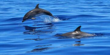 Se conoció un impresionante video de delfines nadando con un perro