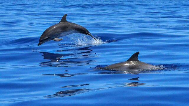 Se conoció un impresionante video de delfines nadando con un perro