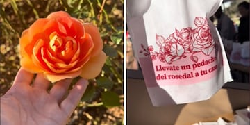 El Rosedal de Palermo regala esquejes de rosas para que plantar en casa ¿cuándo y cómo pedirlos