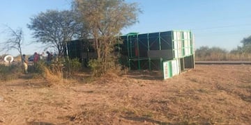Un camión lleno de vacas volcó en Santiago del Estero y los vecinos se las robaron.