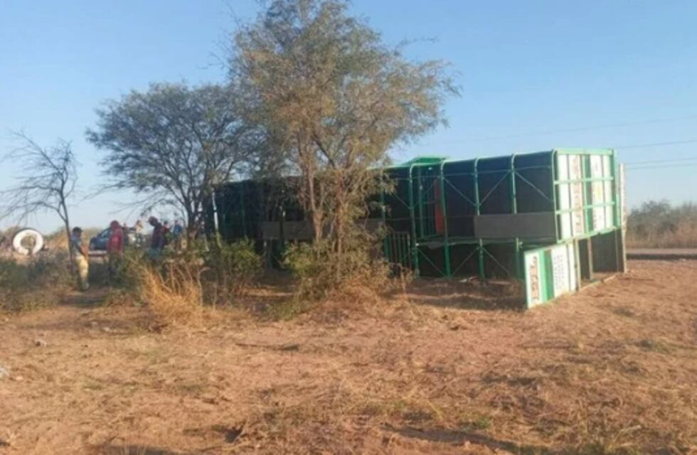 Un camión lleno de vacas volcó en Santiago del Estero y los vecinos se pelearon por llevárselas