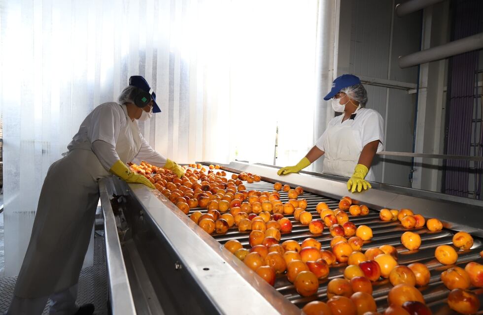 Exportan a Brasil 400 toneladas de pulpa de durazno elaborada en San Rafael
