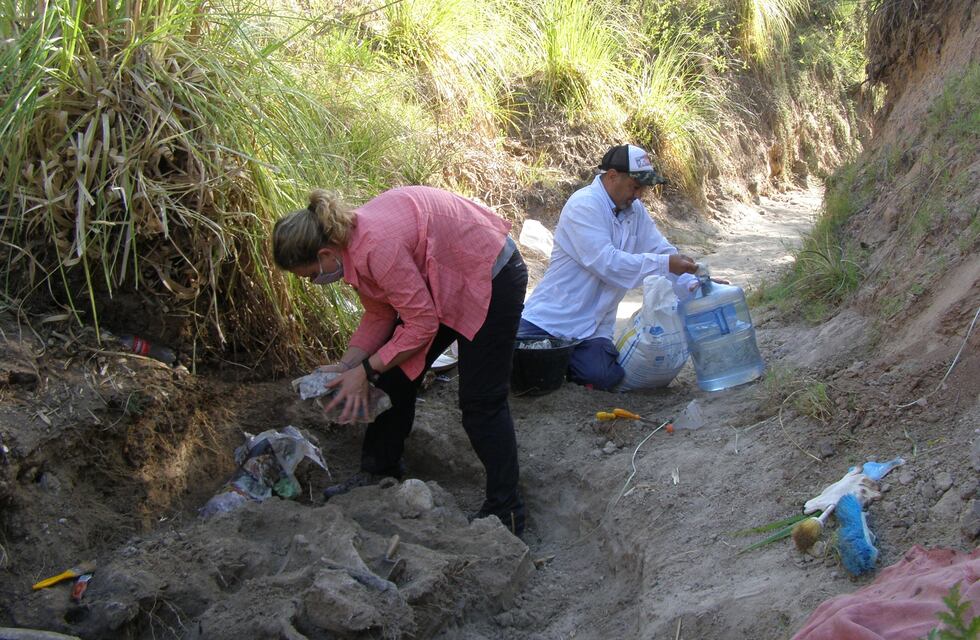 Recuperan fósiles de grandes mamíferos que habitaron territorio entrerriano hace más de 10 mil años