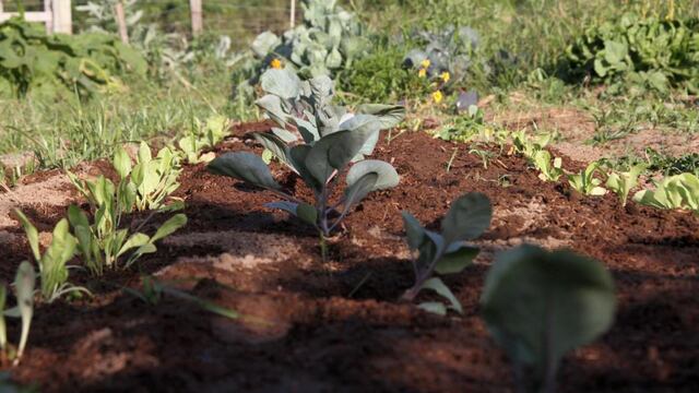 Entrega de semillas del programa Pro Huerta