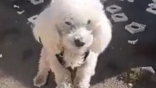 El perrito que recuperó su pelota
