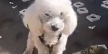 El perrito que recuperó su pelota