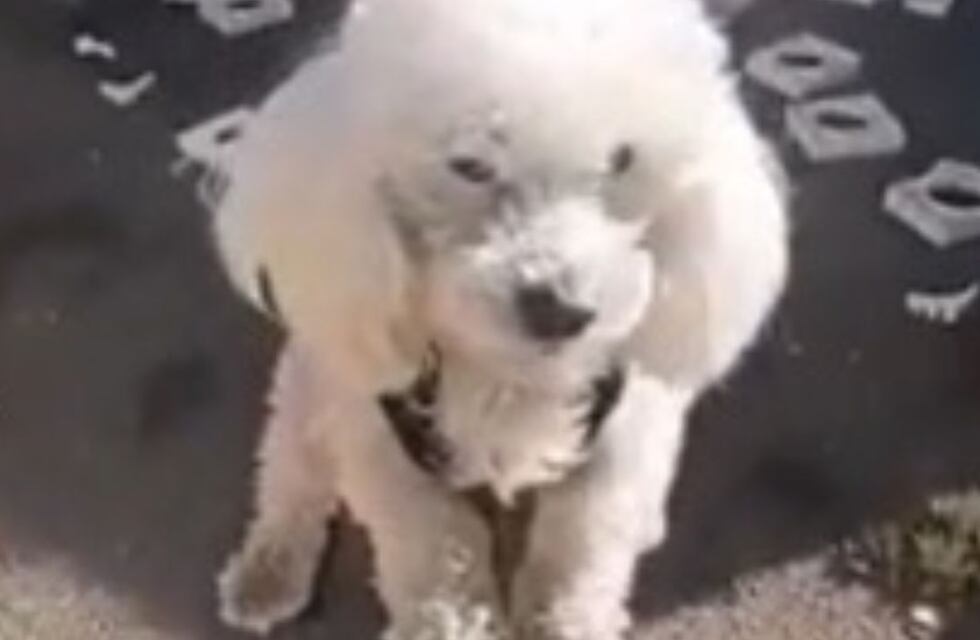 ¿El perro de “Misión Imposible”?: a un caniche se le cayó la pelota al patio vecino y protagonizó un rescate de altura