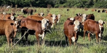 Creciente ola de robo de ganado vacuno tiene en vilo a residentes eldoradenses. Archivo.