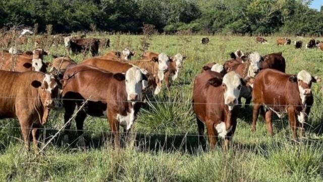 Creciente ola de robo de ganado vacuno tiene en vilo a residentes eldoradenses. Archivo.