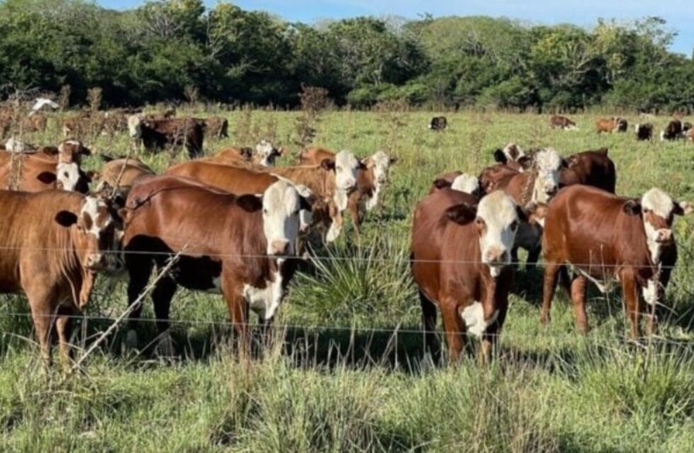 Creciente ola de robo de ganado vacuno tiene en vilo a residentes eldoradenses