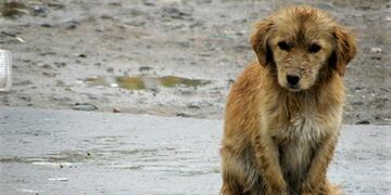 Los perros callejeros son los más afectados por el temporal en Comodoro.