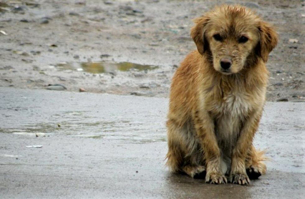 Un joven de Viedma armó viandas y las repartió entre los perros callejeros de la ciudad