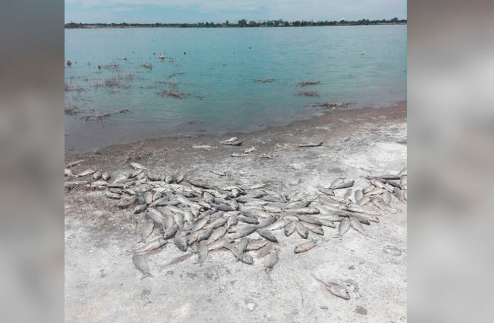 Detectan cientos de carpas muertas en el cuenco norte de la Laguna Don Tomás