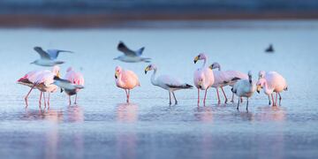 Flamencos en Miramar