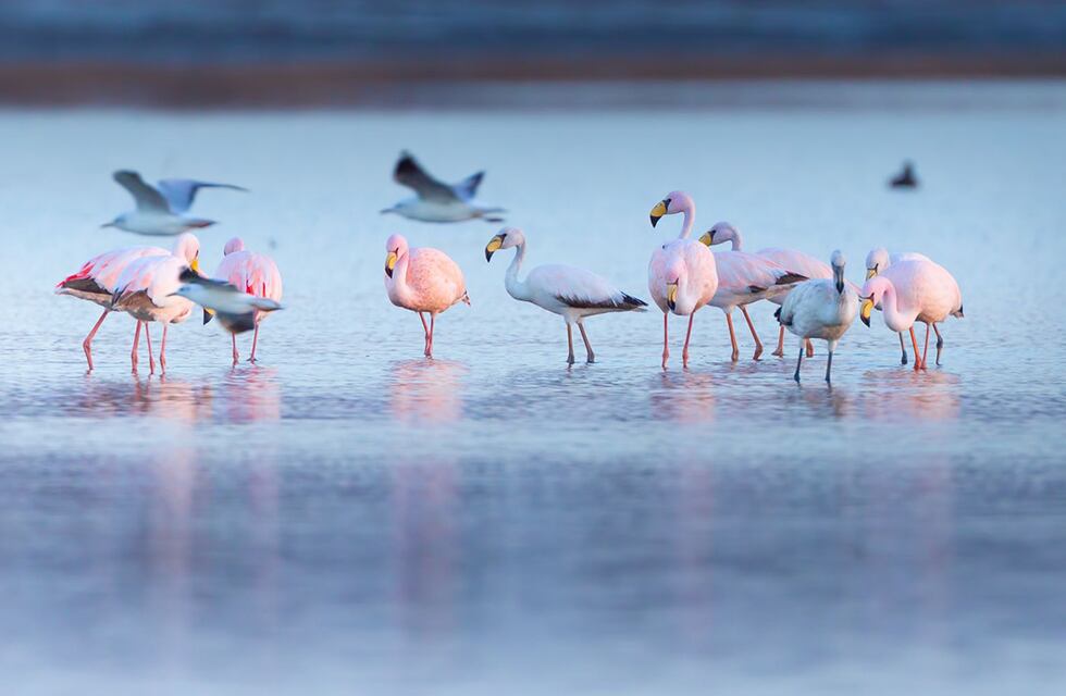 Rescataron a un pichón de flamenco de las calles de Arroyito y será reinsertado en su hábitat