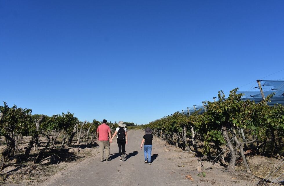 Relevarán a productores vitivinícolas con problemas dominiales