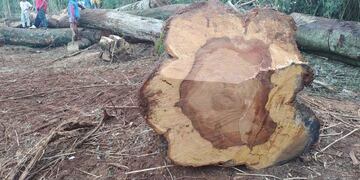 Reclamo por el desmonte del territorio de la comunidad Mbya Guaraní Ka’a Kupe