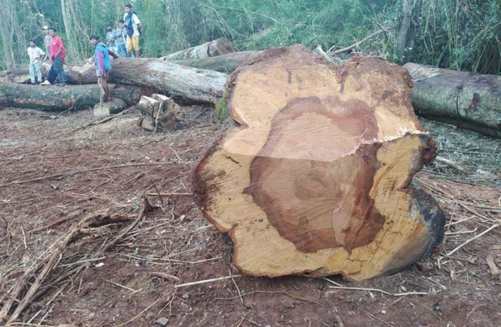 La comunidad Mbya Guaraní Ka’a Kupe pide que detengan el el desmonte