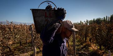 Cosecha manual del varietal Malbec en Agrelo, Luján de Cuyo. Foto: Ignacio Blanco / Los Andes