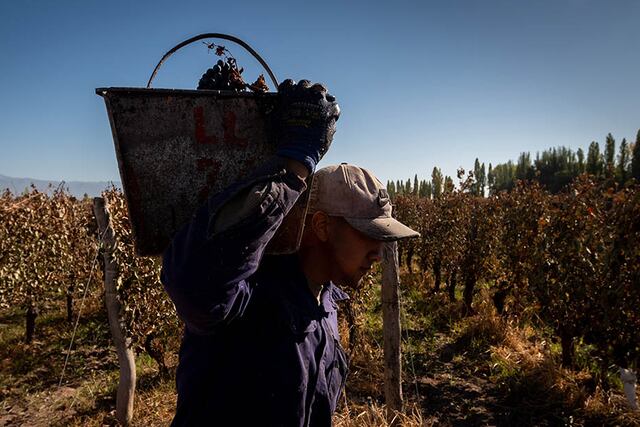 Cosecha manual del varietal Malbec en Agrelo, Luján de Cuyo. Foto: Ignacio Blanco / Los Andes