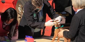 Operativos sanitarios animales en Eldorado.