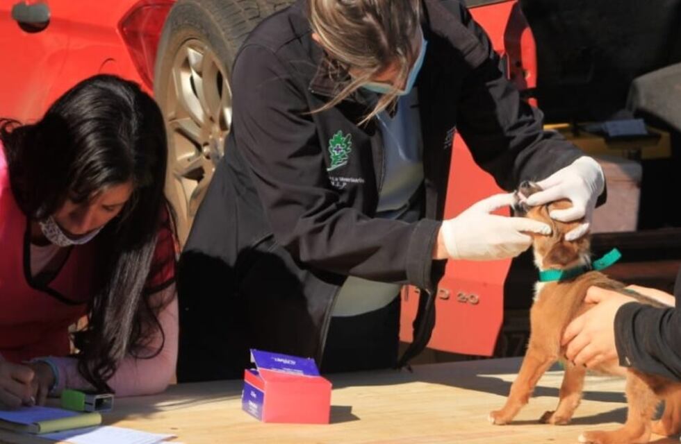 Operativos sanitarios animales en Eldorado