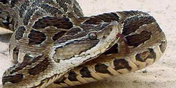 YARARÁ. Picó a un niño de 11 años en la vera del río Ctalamochita. (LaVoz/Archivo).