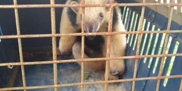 El animal se encontraba retenido en un campo de Bell Ville.