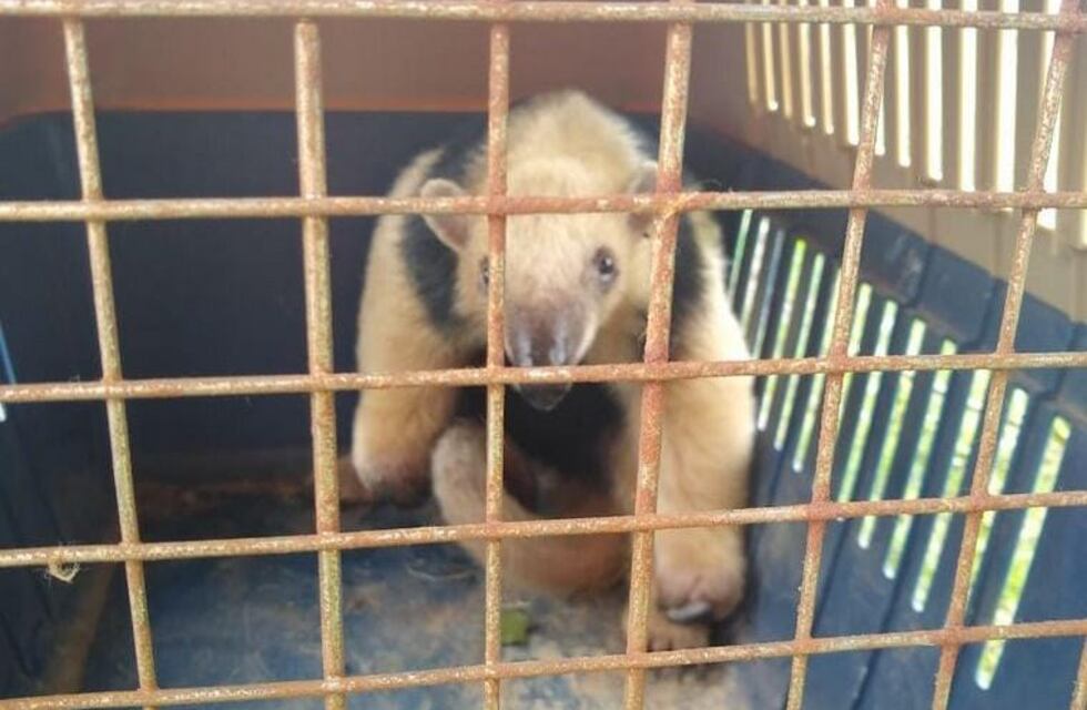 Rescataron a un oso melero en Bell Ville