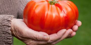 Cosechan tomate gigante en Entre Ríos