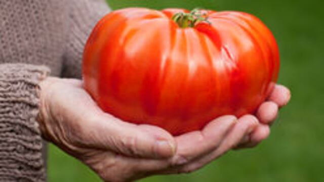 Cosechan tomate gigante en Entre Ríos