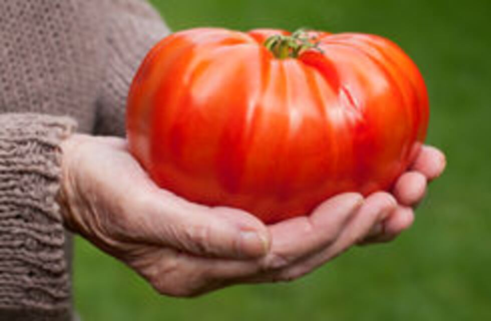 Super tomate: un entrerriano cultivó frutas de gran tamaño