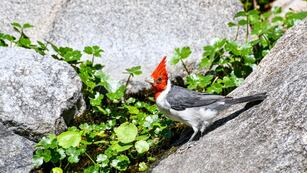 aves rescatadas en Punilla