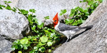 aves rescatadas en Punilla