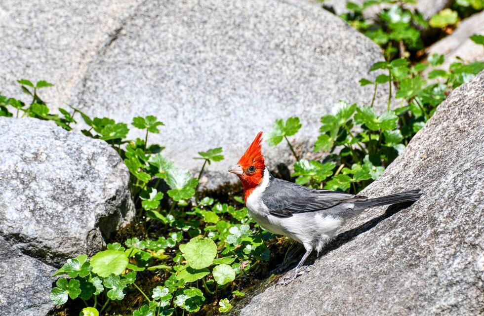 Liberación exitosa en Punilla: 49 aves rescatadas regresan a la naturaleza