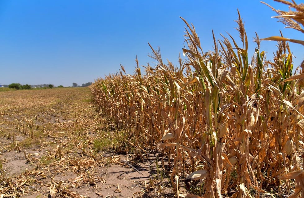 Murió tras ser embestido por un toro: lamentable accidente laboral en Córdoba