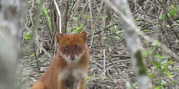 Rescataron a un Yaguarundí en Los Molles pensando que era un puma