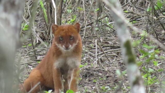 Rescataron a un Yaguarundí en Los Molles pensando que era un puma